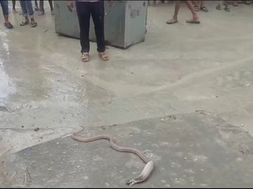 Bagaha school snake Bihar school news Snake in classroom Children panic snake School emergency rescue Snake gone before rescue Bihar latest news School safety measures