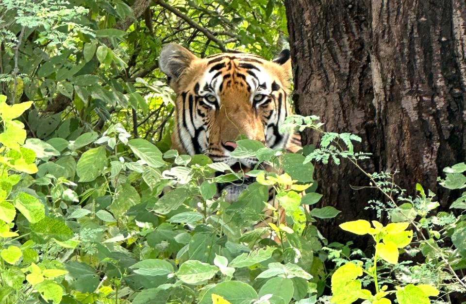 नाहरगढ़ जैविक उद्यान