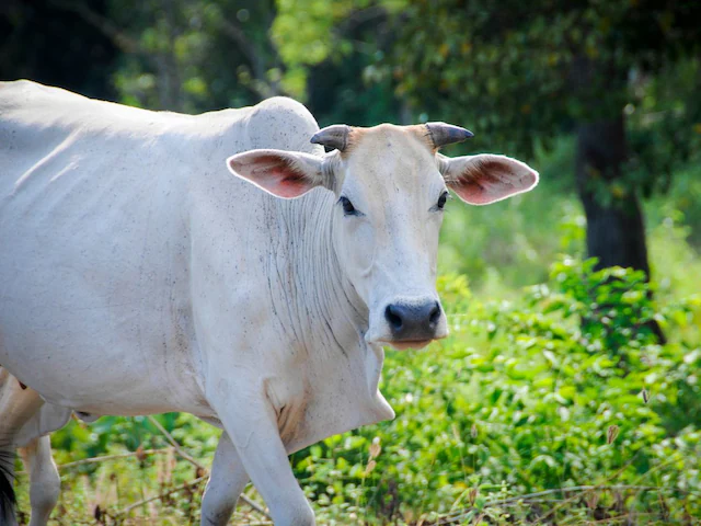 गौ माता, राष्ट्रमाता, सूरत रैली, गौ रक्षा आंदोलन, गौ हत्या पर प्रतिबंध, खून से लिखा पत्र, प्रधानमंत्री मोदी, साधु संत रैली, गौ संवर्धन मंत्रालय, भारत समाचार, गुजरात न्यूज, धार्मिक रैली, गौ भक्त आंदोलन